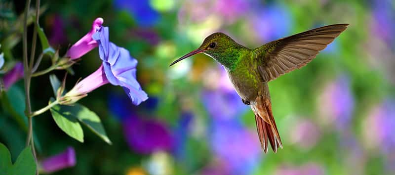 hummingbird in flight over flower