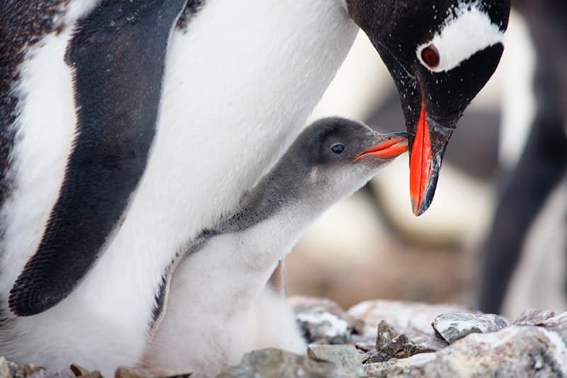 penguins in nest