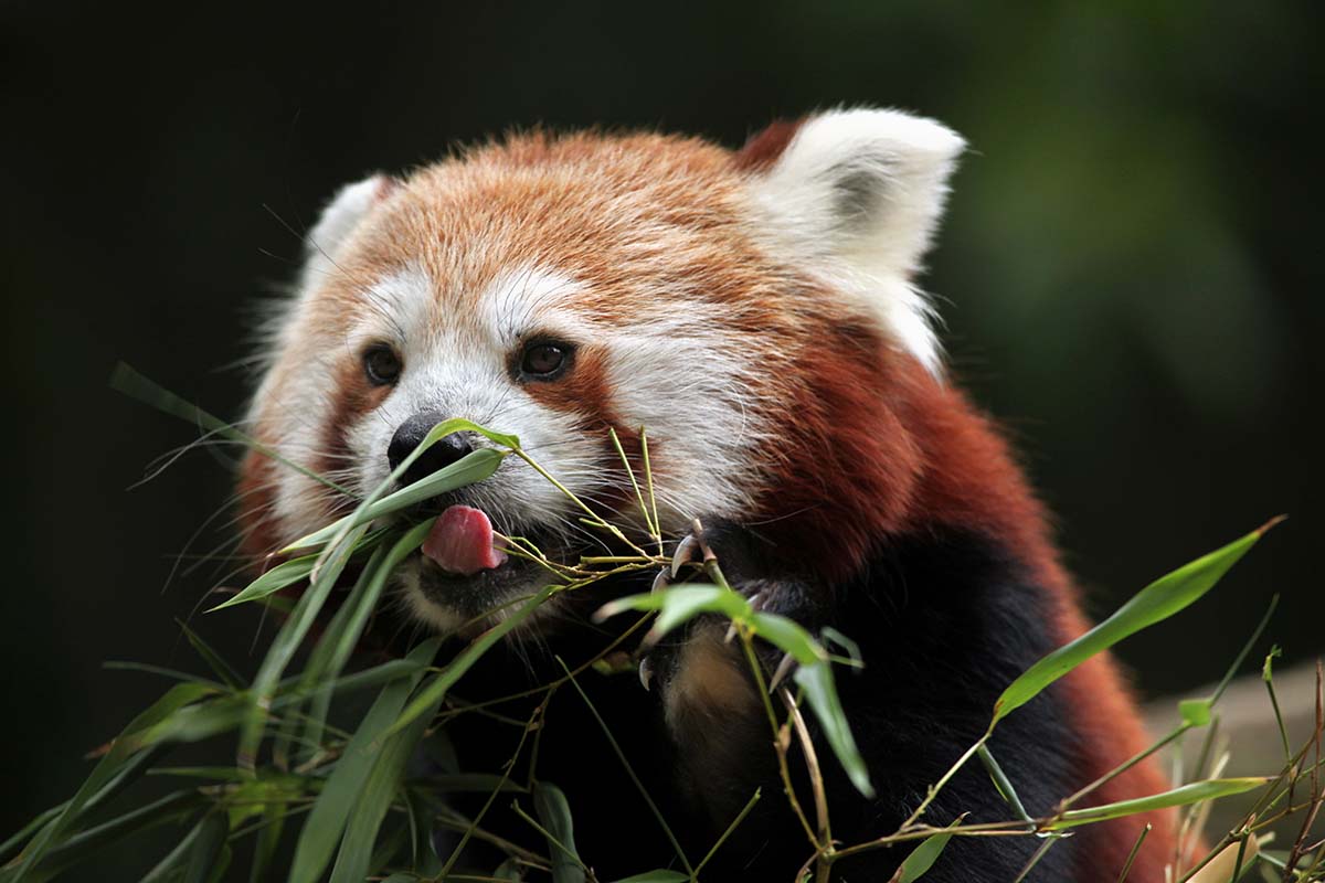 Red panda eating