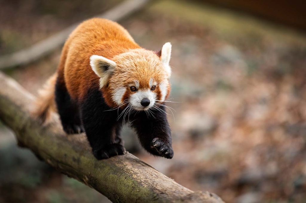 Red panda walking on tree