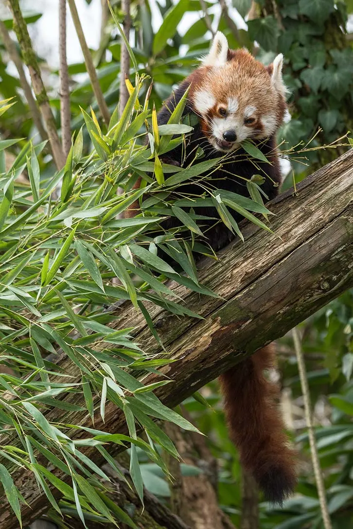 Red panda eating in tree