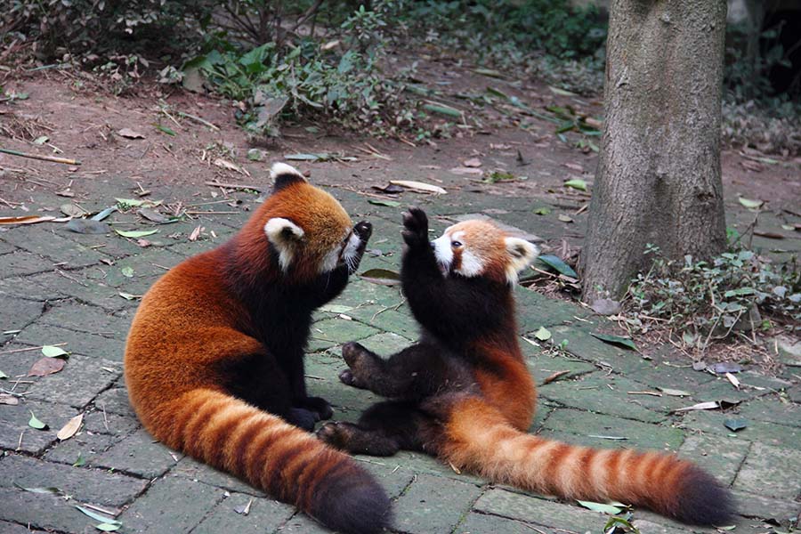 Red pandas playing