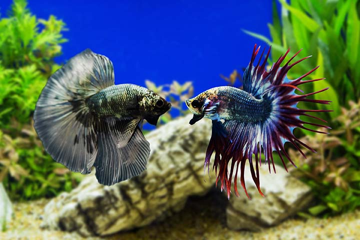 two betta fish with greenery