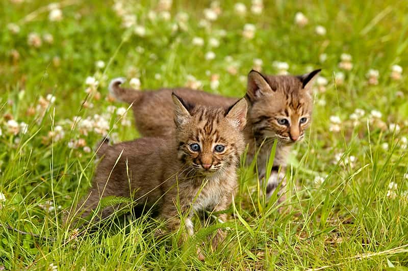 2 bobcat kittens