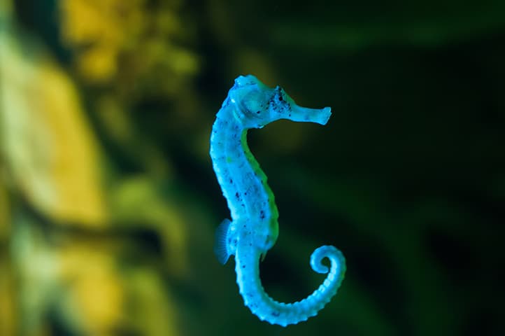 Blue seahorse
