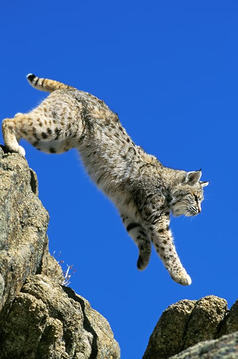 Bobcat climbing down rocks