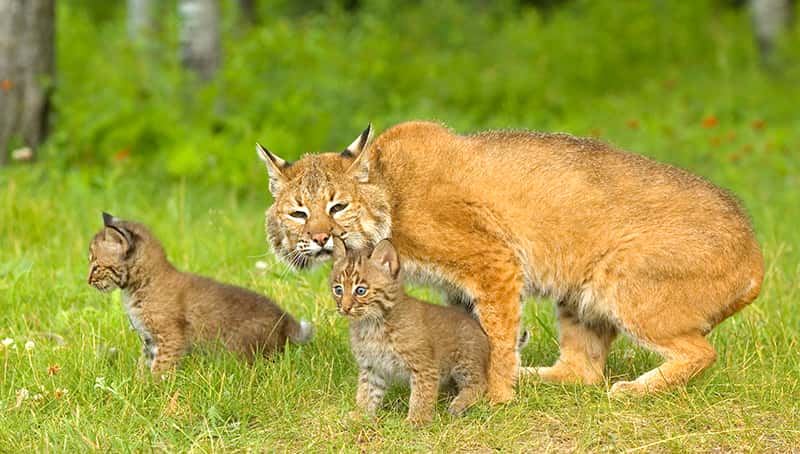 Bobcat with kittens
