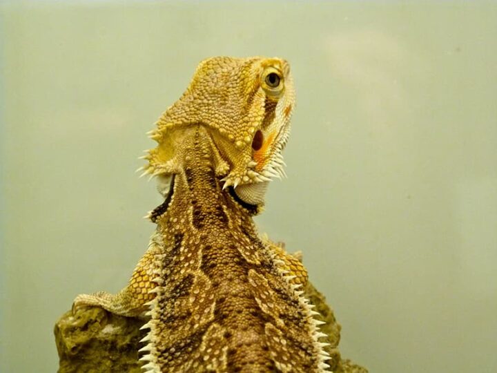 The 10 Friendliest Animals in the World The Facts Vault