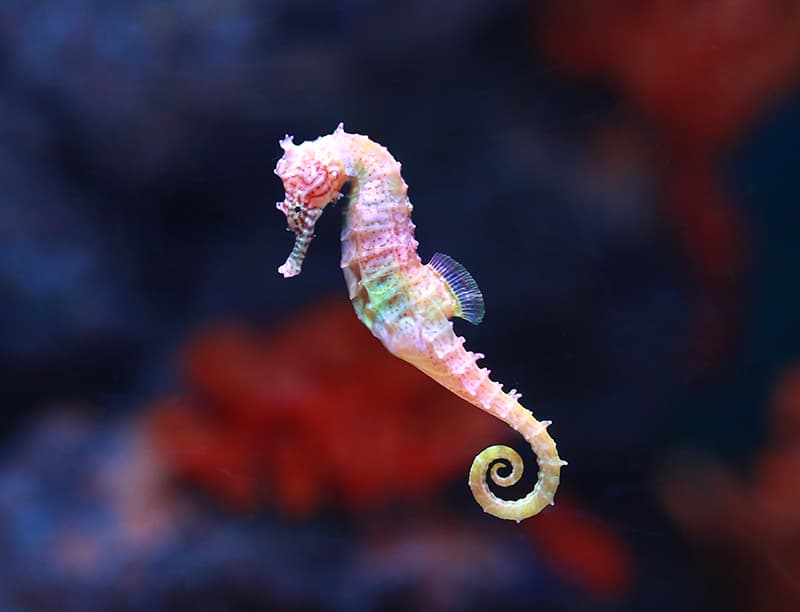 Iridescent seahorse