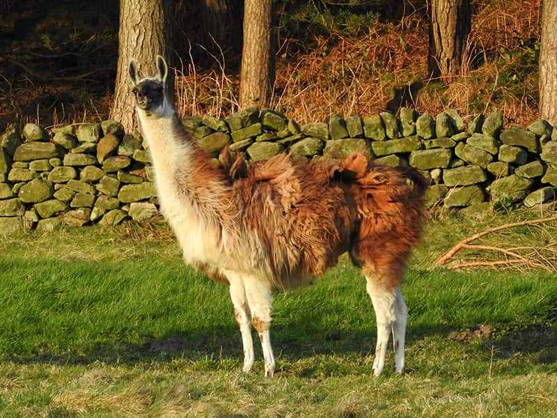 Llama standing in field