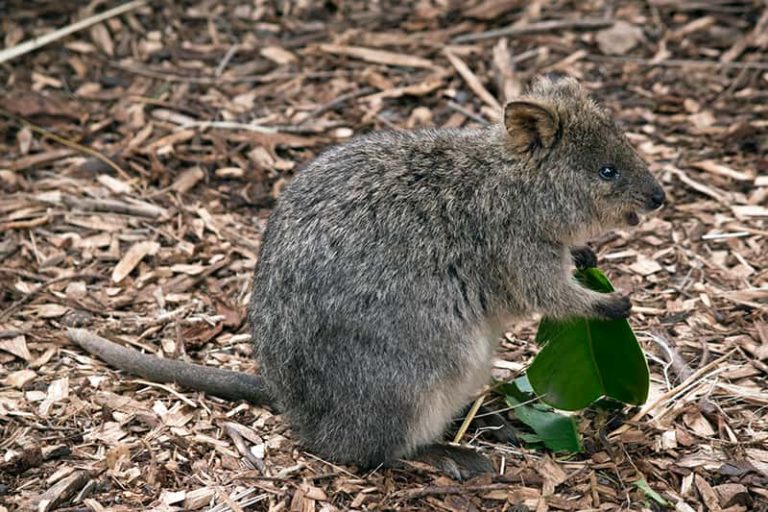 Facts about Quokkas The Facts Vault