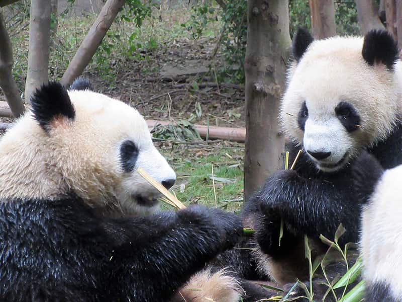 Two giant pandas eating