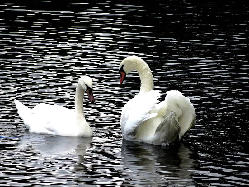Two swans in lake