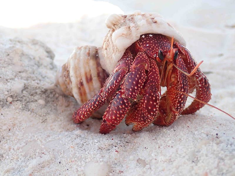 close up hermit crab on beach