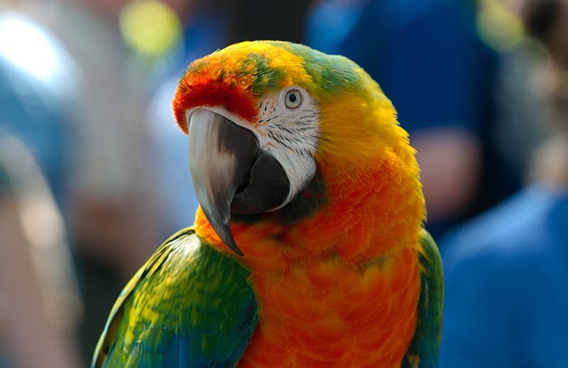 close up parrot