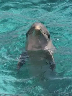 dolphin head out of water