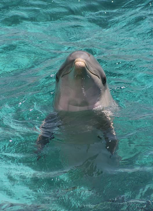 dolphin head out of water