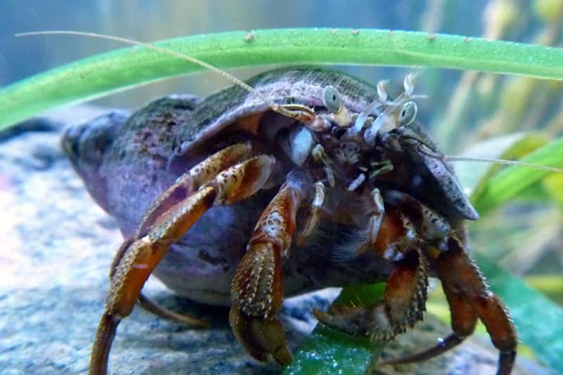 hermit crab under water