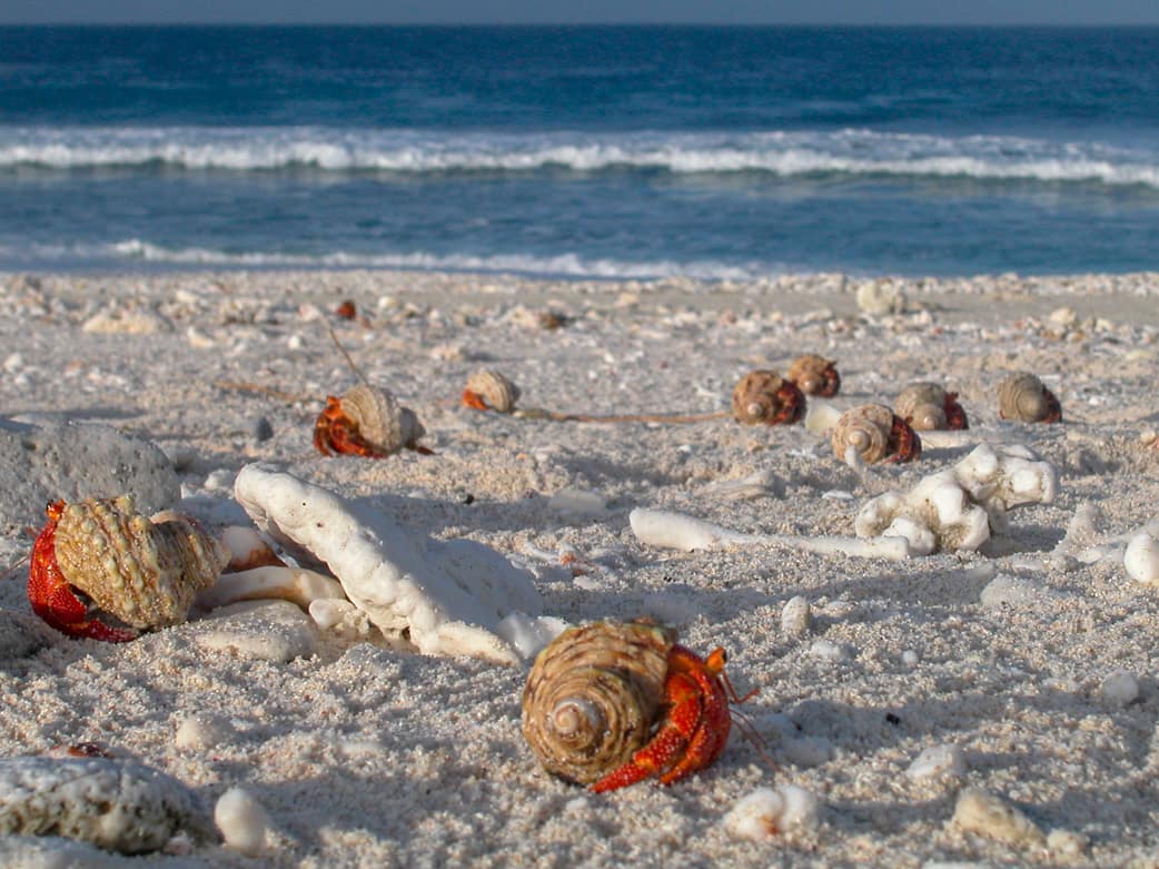 hermit crabs on beach