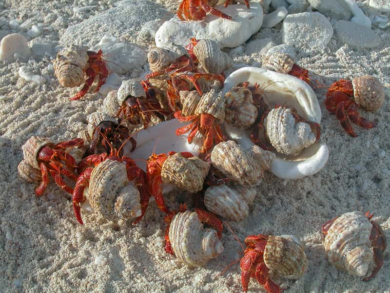 large group of hermit crabs on beach