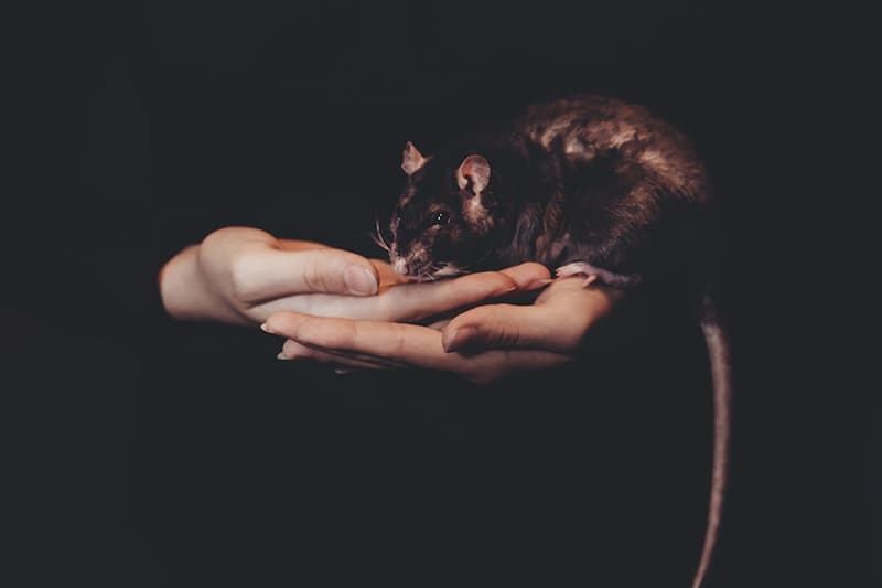rat held in two hands
