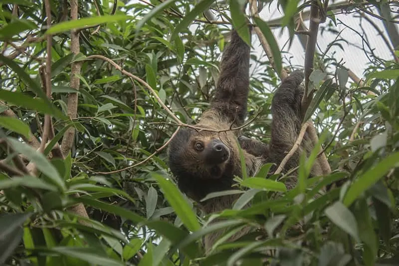 sloth climbing in tree