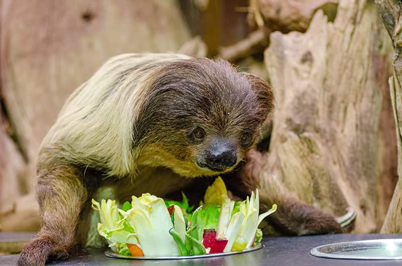 sloth eating vegetables