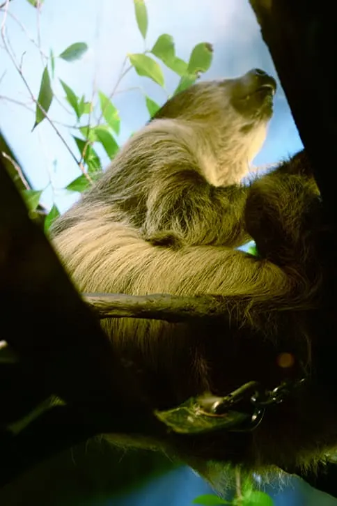 sloth from below