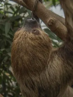 sloth in a tree