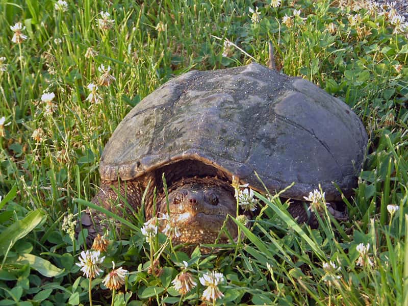 snapping turtle in grass