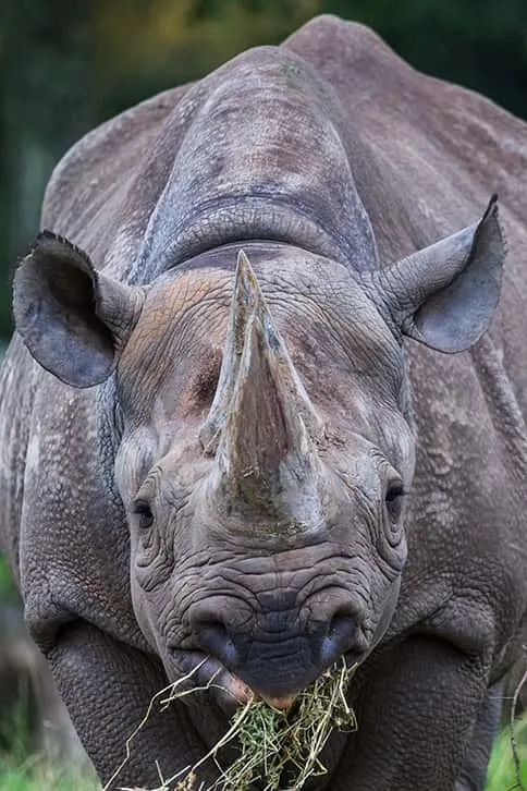 black rhino eating