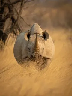 black rhino front view