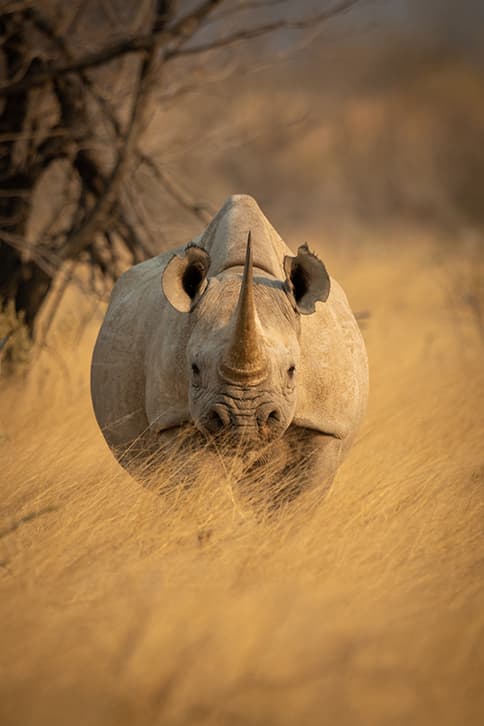 black rhino front view