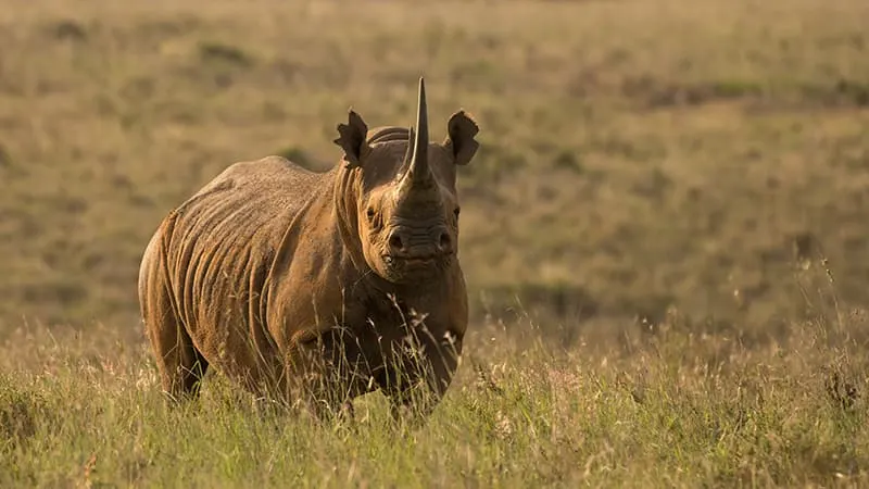 black rhino in savannah
