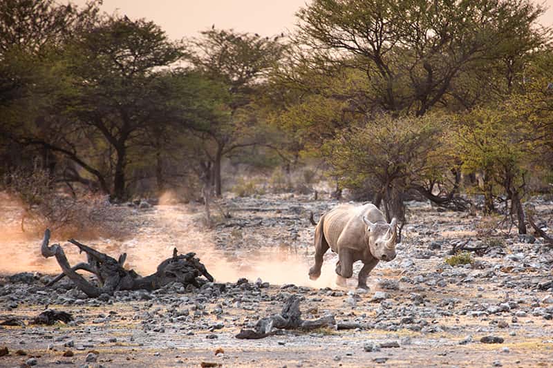 black rhino running