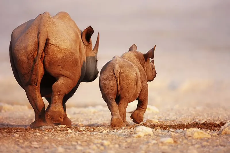 black rhino with baby