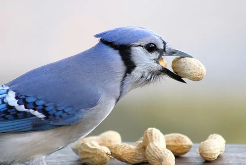 Iowa Department of Natural Resources - TRUE or FALSE: Blue jays get their  vibrant blue color from a diet of berries. FALSE. Some birds turn a certain  color because of what they