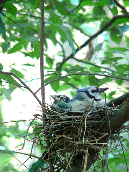 blue jay nest
