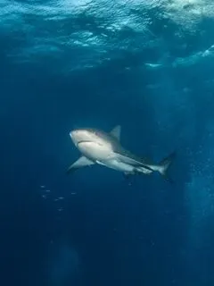 bull shark swimming
