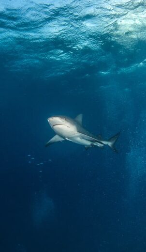 Bull Shark Facts for Kids - The Facts Vault