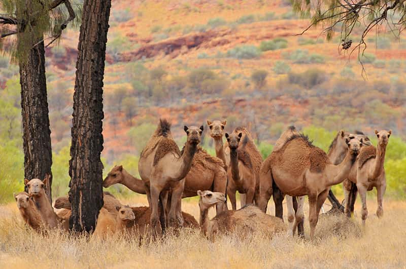 camels in australia