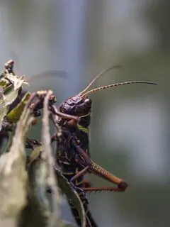 close up of cricket