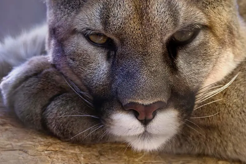 cougar close up