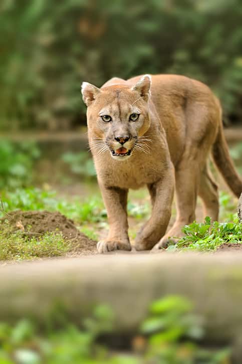 cougar walking towards camera