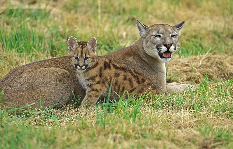 cougar with cub