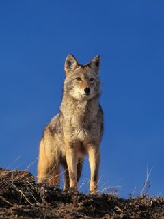 coyote front view