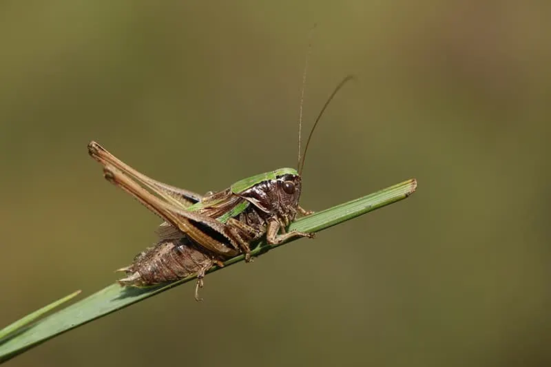 cricket on leaf