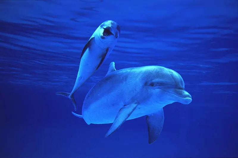 dolphin with baby