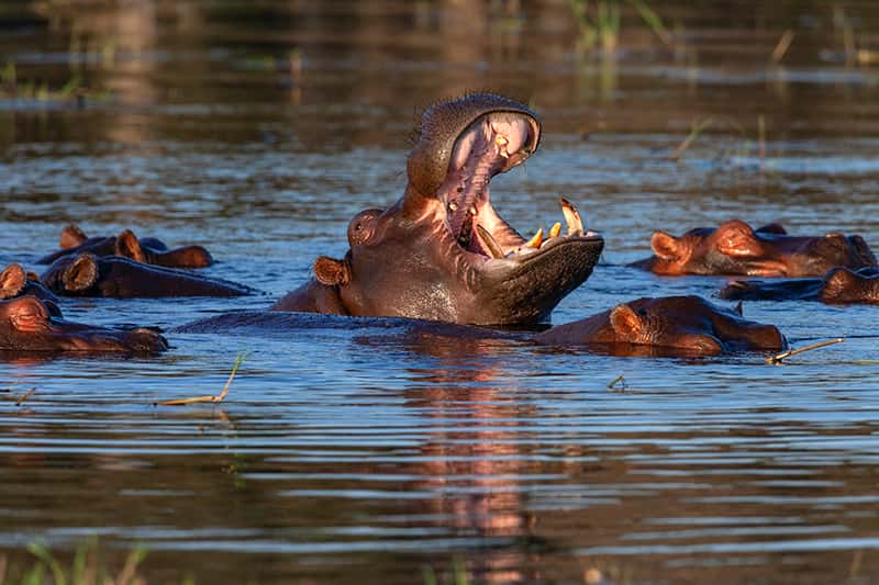 group of hippos in water