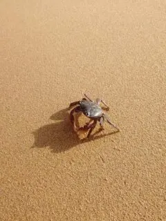 hermit crab walking on sand